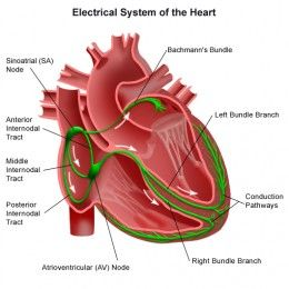 Illustration for article titled My Heart Stopped 3 Times in
1 Day. Here's What I Learned